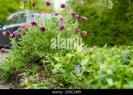 Jardin de fosse d'arbres pour le verdissement urbain et l'adaptation au climat. Petit jardin avec des plantes autour d'un arbre. Boomspiegeltuin. Banque D'Images