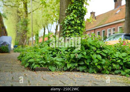 Jardin de fosse d'arbres pour le verdissement urbain et l'adaptation au climat. Petit jardin avec des plantes autour d'un arbre. Boomspiegeltuin. Banque D'Images
