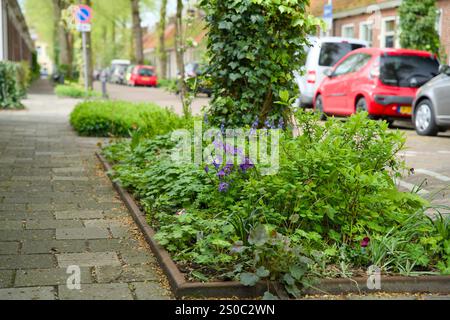 Jardin de fosse d'arbres pour le verdissement urbain et l'adaptation au climat. Petit jardin avec des plantes autour d'un arbre. Boomspiegeltuin. Banque D'Images