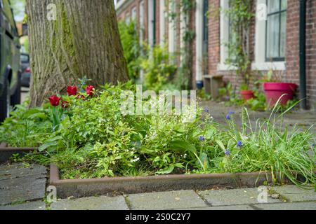 Jardin de fosse d'arbres pour le verdissement urbain et l'adaptation au climat. Petit jardin avec des plantes autour d'un arbre. Boomspiegeltuin. Banque D'Images