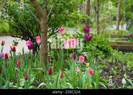Jardin de fosse d'arbres pour le verdissement urbain et l'adaptation au climat. Petit jardin avec des plantes autour d'un arbre. Boomspiegeltuin. Banque D'Images
