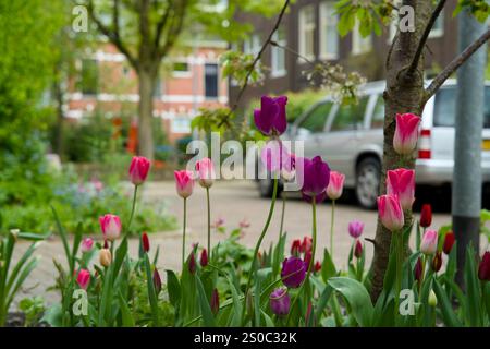 Jardin de fosse d'arbres pour le verdissement urbain et l'adaptation au climat. Petit jardin avec des plantes autour d'un arbre. Boomspiegeltuin. Banque D'Images