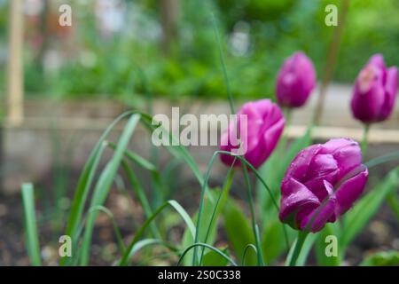 Jardin de fosse d'arbres pour le verdissement urbain et l'adaptation au climat. Petit jardin avec des plantes autour d'un arbre. Boomspiegeltuin. Banque D'Images