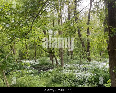 Jardin de fosse d'arbres pour le verdissement urbain et l'adaptation au climat. Petit jardin avec des plantes autour d'un arbre. Boomspiegeltuin. Banque D'Images