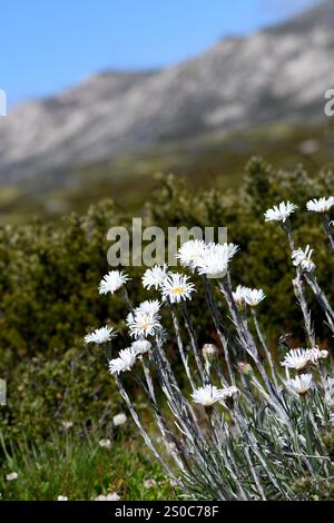 Fleurs blanches de la Marguerite des neiges argentées indigène australienne, espèce Celmisia, famille des Asteraceae, dans un paysage montagneux de prairie subalpine d'été Banque D'Images