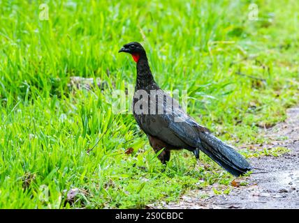 Un Guan aux pattes sombres (Penelope obscura) se tenant à côté d'une route. État de Santa Catarina, Brésil. Banque D'Images