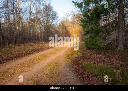 Un paisible chemin de gravier serpente à travers une forêt à Hässleholm, en Suède, rayonnant de la lumière chaude du soleil par une soirée d'automne fraîche, capturant la sérénité de l'automne Banque D'Images