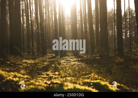 La lumière dorée du soleil coule à travers de grands arbres dans une forêt paisible. Le sol mousseux et les longues ombres créent une scène sereine. Photo de haute qualité Banque D'Images