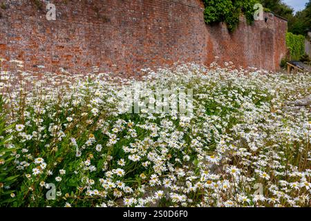 Daisies, famille Aster, dans le jardin clos, Pembrokeshire, pays de Galles, ROYAUME-UNI Banque D'Images
