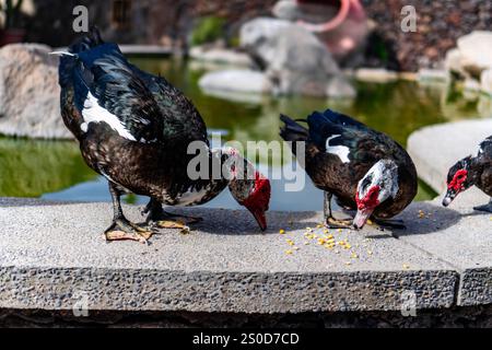 Trois canards mangent du maïs sur une corniche. Les canards sont noirs et blancs Banque D'Images