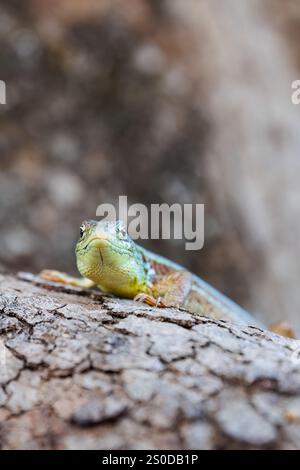 Gros plan portrait d'un lézard vert Balcan ou lacerta trilineata assis sur le tronc d'arbre, fond brun flou. Banque D'Images