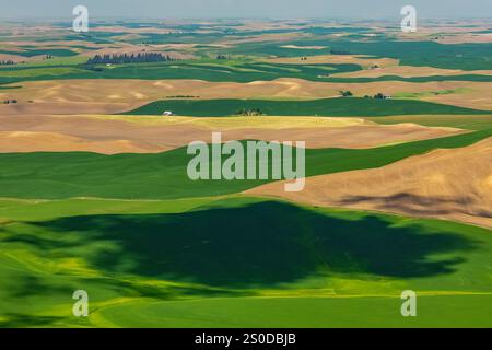 Vue depuis le parc du comté de Kamiak Butte dans la région de Palouse, État de Washington, États-Unis Banque D'Images