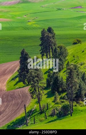 Vue depuis le parc du comté de Kamiak Butte dans la région de Palouse, État de Washington, États-Unis [pas de communiqué ; licence éditoriale uniquement] Banque D'Images