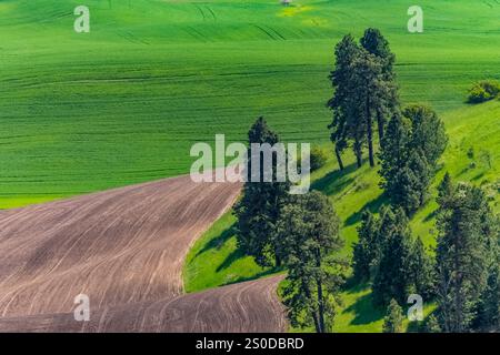 Vue depuis le parc du comté de Kamiak Butte dans la région de Palouse, État de Washington, États-Unis [pas de communiqué ; licence éditoriale uniquement] Banque D'Images