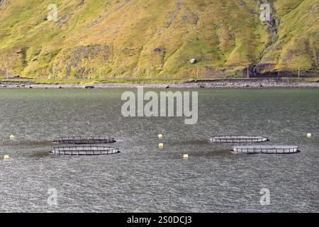 Isafjordur, Islande - 25 août 2024 : piscines et filets d'une ferme piscicole dans le fjord près de la ville reculée d'Isafjordur dans le nord de l'Islande Banque D'Images