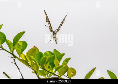 Un papillon de citron vert volant au-dessus d'une plante de citron Banque D'Images