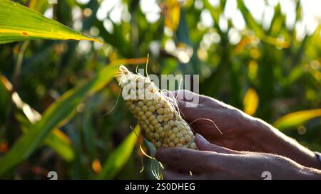 Gros plan sur les mains féminines d'un fermier pelant des épis de maïs mûrs à Green Meadow. Bras adultes de l'agronome examinant le maïs doux sur le champ de maïs au coucher du soleil Banque D'Images