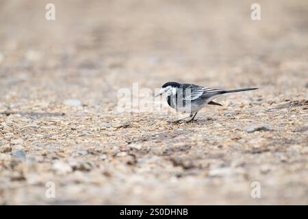 Pied Wagon tail (Motacilla alba) se nourrissant au sol. Banque D'Images