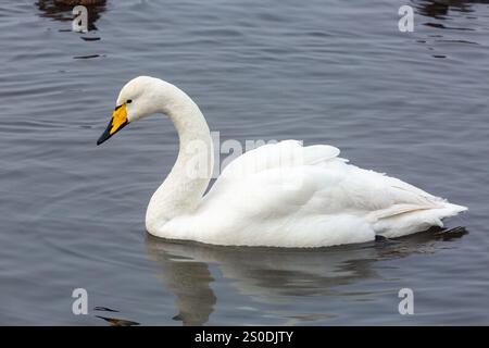 Cygne-mouche, Cygnus cygnus, adulte seul nageant sur un lac d'eau douce, Norfolk, Angleterre, Royaume-Uni Banque D'Images
