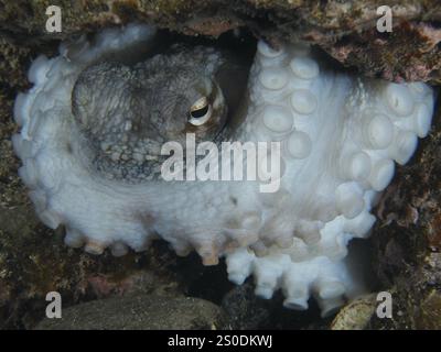 Poulpe, poulpe commun (Octopus vulgaris), avec des tentacules cachés sous les rochers dans la mer. Les ventouses sont clairement visibles. Site de plongée Playa, Los C Banque D'Images