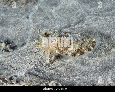 Seiches communes juvéniles (Sepia officinalis) se déplaçant sur des fonds marins sablonneux, site de plongée de Playa, Los Cristianos, Tenerife, îles Canaries, Espagne, Europe Banque D'Images