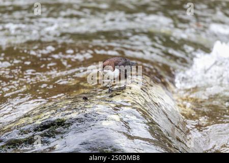 Dipper ; Cinclus cinclus ; avec Caddis Fly Lava ; Lyn River ; Devon ; UK Banque D'Images