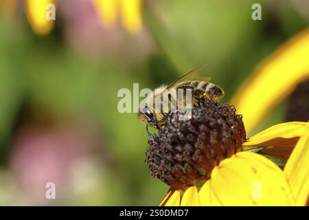 Abeille commune européenne (Apis mellifera), collecte du nectar d'une fleur du coneflower jaune (Echinacea paradoxa), gros plan, macro photographie, Wilnsd Banque D'Images