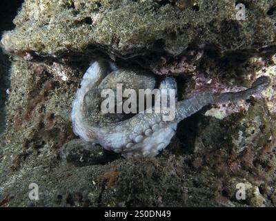 Poulpe, poulpe commune (Octopus vulgaris), caché entre les rochers dans la mer la nuit, site de plongée Playa, Los Cristianos, Tenerife, Îles Canaries, Espagne Banque D'Images