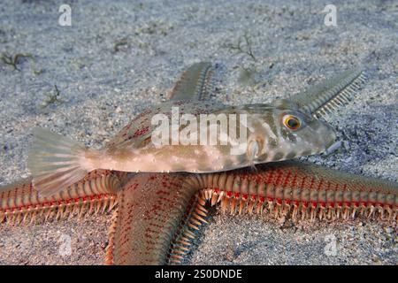 Une masselotte perlée (Sphoeroides spengleri) reposant sur une grande étoile de mer rouge, Astropecten aranciacus (Astropecten aranciacus), dans le sable, site de plongée Banque D'Images