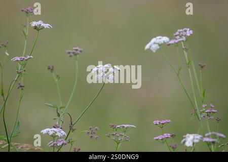 Persil à haies debout ; Torilis japonica ; Royaume-Uni Banque D'Images