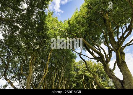 Cimes des arbres au soleil, célèbre avenue des hêtres, les Dark Hedges, avenue du tunnel, vue vers le haut, Ballymoney, comté d'Antrim, Irlande du Nord, Grande Bretagne Banque D'Images