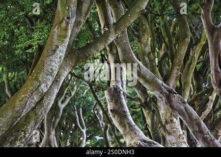 Branches bizarres, ancienne avenue de hêtre, The Dark Hedges, vue vers le haut, lumière du matin, Ballymoney, comté d'Antrim, Irlande du Nord, Grande-Bretagne Banque D'Images