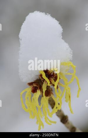 Noisette sorcière (Hamamelis mollis pallida) dans la neige, Emsland, basse-Saxe, Allemagne, Europe Banque D'Images