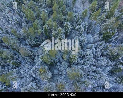 Vue plongeante de la forêt enneigée avec des arbres denses, Nagold, Forêt Noire, Allemagne, Europe Banque D'Images