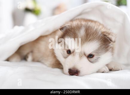 Chiot malamute pur d'Alaska âgé d'un mois repose sous une couverture dans la chambre Banque D'Images