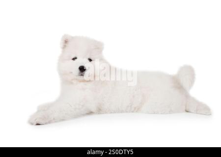 Chien chiot Samoyed de sept mois allongé devant un fond blanc et regardant vers l'avant Banque D'Images