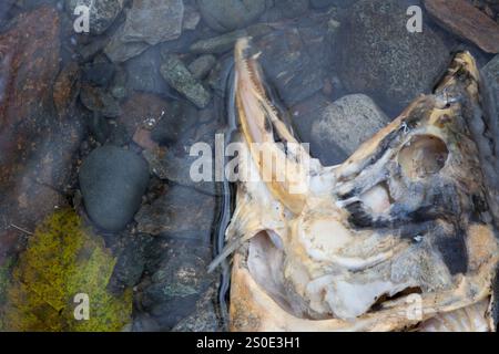 Saumon mort sur un lit de vapeur après le frai Banque D'Images