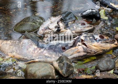 Saumon mort sur un lit de vapeur après le frai Banque D'Images