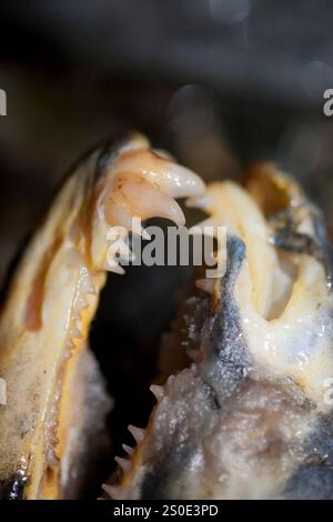 Saumon mort sur un lit de vapeur après le frai Banque D'Images