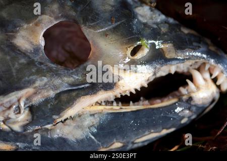 Saumon mort sur un lit de vapeur après le frai Banque D'Images