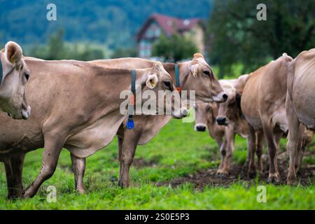Les vaches paissent un jour d'été dans un pré en Suisse. Vaches qui paissent sur des terres agricoles. Pâturage de bétail dans un champ vert. Vaches dans un champ sur un éco Cattl Banque D'Images