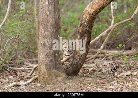Ocelot dans la forêt du Pantanal Brésil regardant de derrière l'arbre. Banque D'Images