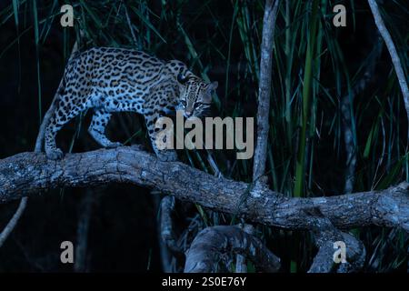 Ocelot dans la forêt du Pantanal Brésil marchant avec prudence le long de la branche au-dessus du sol. Banque D'Images