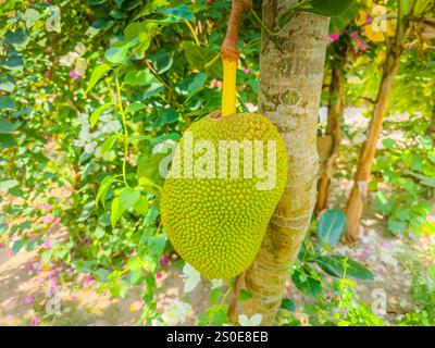 Fruit Durian accroché sur l'arbre dans la rue au Vietnam. Fruits sauvages dans la nature Banque D'Images