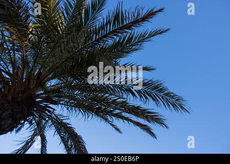 Un gros plan de branches de palmier s'étendant vers un ciel bleu clair. Les feuilles vertes vibrantes créent une atmosphère tropicale et naturelle. Banque D'Images