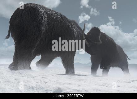 Illustration d'un couple de mammouths laineux (Mammuthus primigenius) engagés dans une lutte pour le territoire ou le statut. Cet animal a vécu pendant l'époque du Pléistocène et jusqu'au début de l'Holocène, et en tant que tel a coexisté avec les humains. Il était à peu près de la même taille qu'un éléphant d'Afrique moderne. Couvert de cheveux épais, il était bien adapté à l'environnement froid dans lequel il vivait - en Amérique du Nord, en Europe et en Asie. Banque D'Images