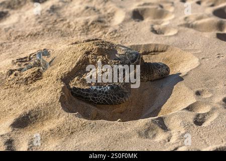 Une tortue de mer verte reposant confortablement sur une plage de sable tropical, avec ses nageoires et sa coquille exposées, se mélangeant naturellement avec l'envi côtière ensoleillée Banque D'Images