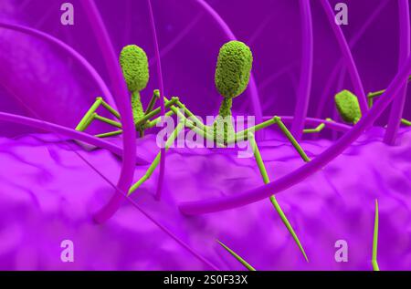 Les virus bactériophages attaquent les bactéries - gros plan vue illustration 3D. Banque D'Images