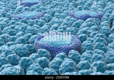Papilles gustatives - gros plan vue illustration 3D. Banque D'Images
