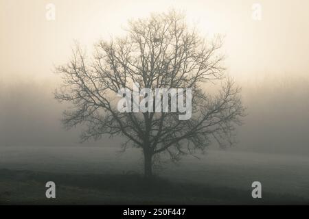 Un grand arbre enveloppé dans la brume et silhouetté contre la lumière du soleil du matin un matin d'hiver glacial debout seul dans un champ Banque D'Images